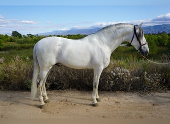 Andalusier, Hengst, 12 Jahre, 163 cm, Schimmel