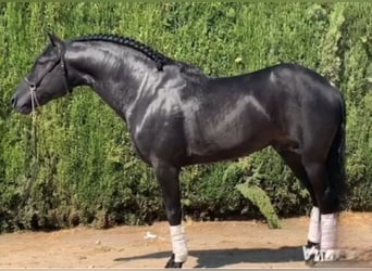 Andalusier, Hengst, 12 Jahre, 165 cm, Rappe
