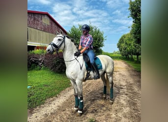 Andalusier, Hengst, 12 Jahre, White