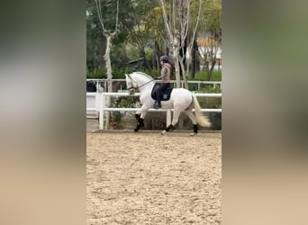 Andalusiër, Hengst, 13 Jaar, 163 cm, Wit