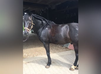 Andalusier Mix, Hengst, 13 Jahre, 160 cm, Rappe