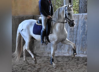 Andalusiër, Hengst, 14 Jaar, 160 cm, Schimmel