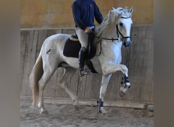 Andalusiër, Hengst, 14 Jaar, 160 cm, Schimmel