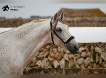 Andalusiër Mix, Hengst, 14 Jaar, 163 cm, Schimmel