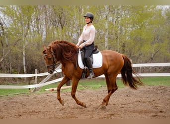 Andalusier, Hengst, 14 Jahre, 152 cm, Dunkelfuchs