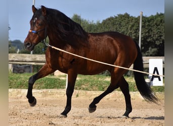 Andalusier, Hengst, 14 Jahre, 157 cm, Brauner