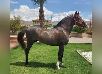 Andalusier Mix, Hengst, 14 Jahre, 160 cm, Dunkelfuchs