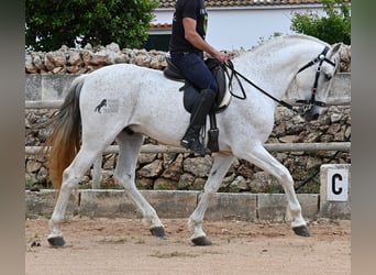 Andalusier Mix, Hengst, 14 Jahre, 163 cm, Schimmel