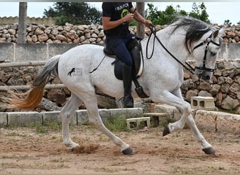 Andalusier Mix, Hengst, 14 Jahre, 163 cm, Schimmel