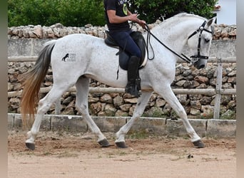 Andalusier Mix, Hengst, 14 Jahre, 163 cm, Schimmel