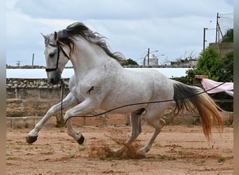Andalusier Mix, Hengst, 14 Jahre, 163 cm, Schimmel