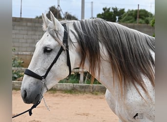 Andalusier Mix, Hengst, 14 Jahre, 163 cm, Schimmel