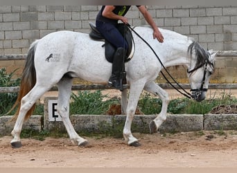 Andalusier Mix, Hengst, 14 Jahre, 163 cm, Schimmel