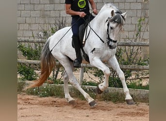 Andalusier Mix, Hengst, 14 Jahre, 163 cm, Schimmel