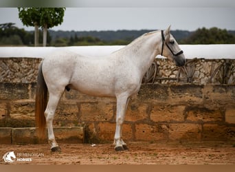 Andalusier Mix, Hengst, 14 Jahre, 163 cm, Schimmel