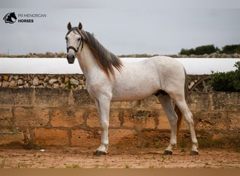 Andalusier Mix, Hengst, 14 Jahre, 163 cm, Schimmel