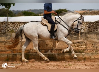 Andalusier Mix, Hengst, 14 Jahre, 163 cm, Schimmel
