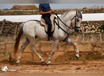 Andalusier Mix, Hengst, 14 Jahre, 163 cm, Schimmel