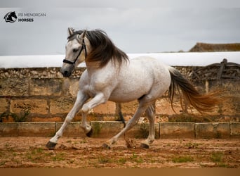 Andalusier Mix, Hengst, 14 Jahre, 163 cm, Schimmel