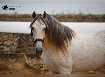 Andalusier Mix, Hengst, 14 Jahre, 163 cm, Schimmel