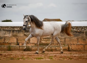 Andalusier Mix, Hengst, 14 Jahre, 163 cm, Schimmel