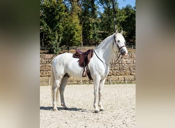 Andalusier, Hengst, 14 Jahre, Apfelschimmel