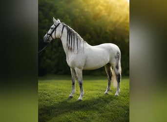 Andalusier, Hengst, 14 Jahre, Apfelschimmel