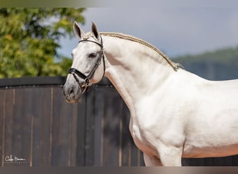 Andalusiër, Hengst, 15 Jaar, 167 cm, Schimmel