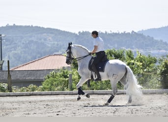 Andalusier, Hengst, 15 Jahre, 167 cm, Schimmel