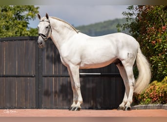 Andalusier, Hengst, 15 Jahre, 167 cm, Schimmel