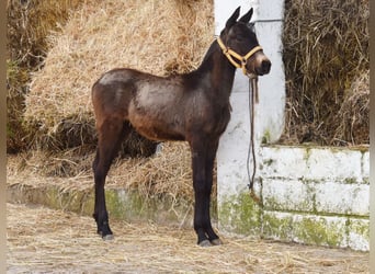 Andalusiër, Hengst, 1 Jaar, 120 cm