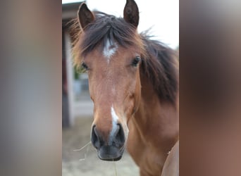 Andalusiër Mix, Hengst, 1 Jaar, 125 cm, Brauner