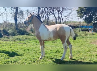 Andalusiër Mix, Hengst, 1 Jaar, 140 cm, Gevlekt-paard