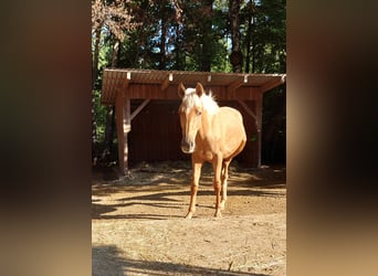 Andalusiër, Hengst, 1 Jaar, 140 cm, Palomino