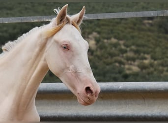 Andalusiër, Hengst, 1 Jaar, 145 cm, Cremello