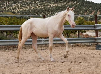 Andalusiër, Hengst, 1 Jaar, 145 cm, Cremello