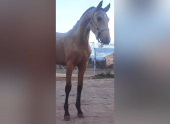 Andalusiër Mix, Hengst, 1 Jaar, 150 cm, Buckskin