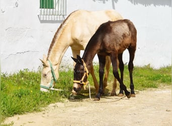 Andalusiër, Hengst, 1 Jaar, 155 cm