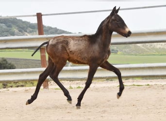 Andalusiër, Hengst, 1 Jaar, 155 cm