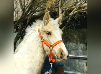 Andalusiër, Hengst, 1 Jaar, 158 cm, Cremello