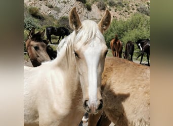 Andalusiër, Hengst, 1 Jaar, 158 cm, Cremello