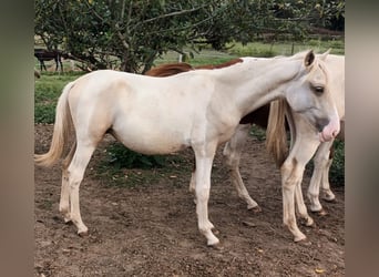 Andalusiër, Hengst, 1 Jaar, 160 cm, Gevlekt-paard