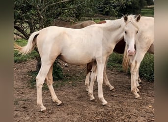 Andalusiër, Hengst, 1 Jaar, 160 cm, Gevlekt-paard