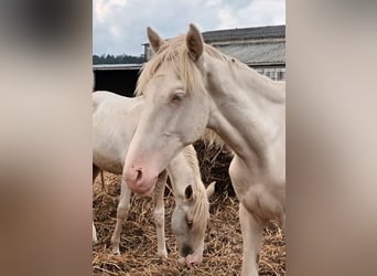 Andalusiër, Hengst, 1 Jaar, 160 cm, Gevlekt-paard