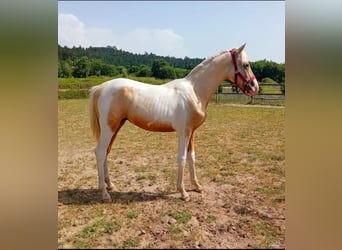 Andalusiër, Hengst, 1 Jaar, 160 cm, Gevlekt-paard