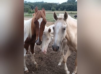 Andalusiër, Hengst, 1 Jaar, 160 cm, Gevlekt-paard