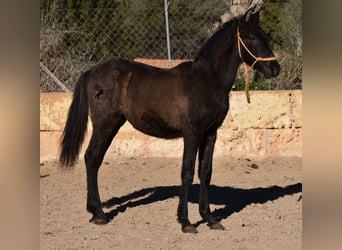 Andalusiër, Hengst, 1 Jaar, 160 cm, Zwart