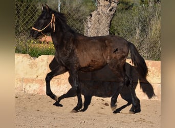 Andalusiër, Hengst, 1 Jaar, 160 cm, Zwart