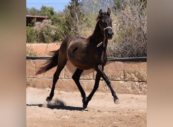 Andalusiër, Hengst, 1 Jaar, 160 cm, Zwart