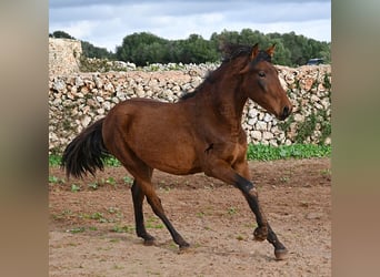 Andalusiër, Hengst, 1 Jaar, 162 cm, Bruin